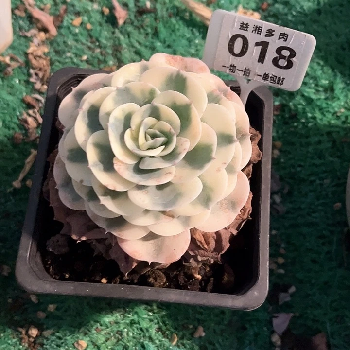 红陶°****?玉蝶锦多肉一l