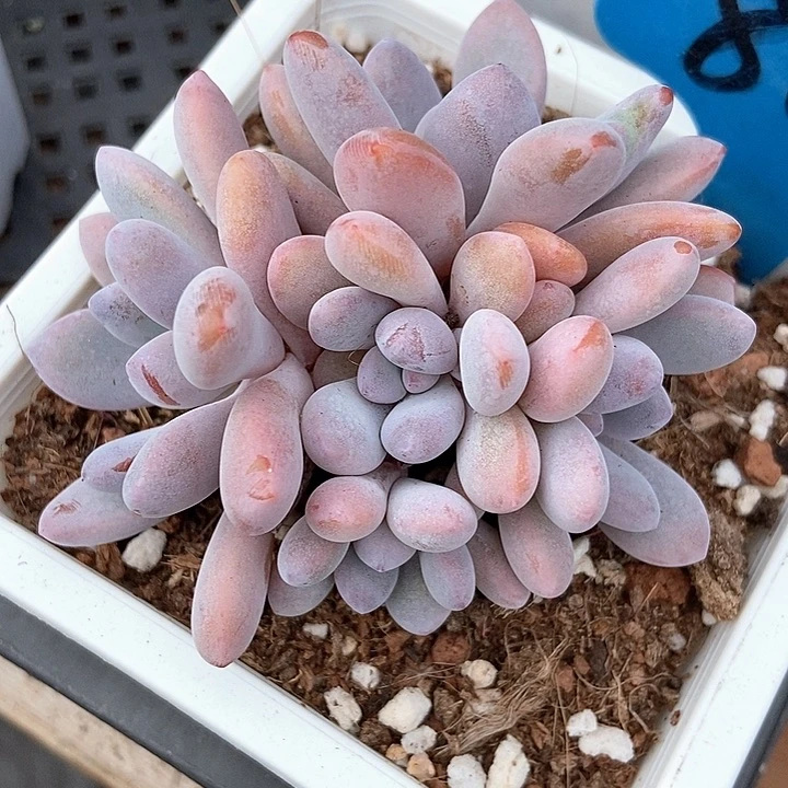 多肉植物粉兔群861多肉