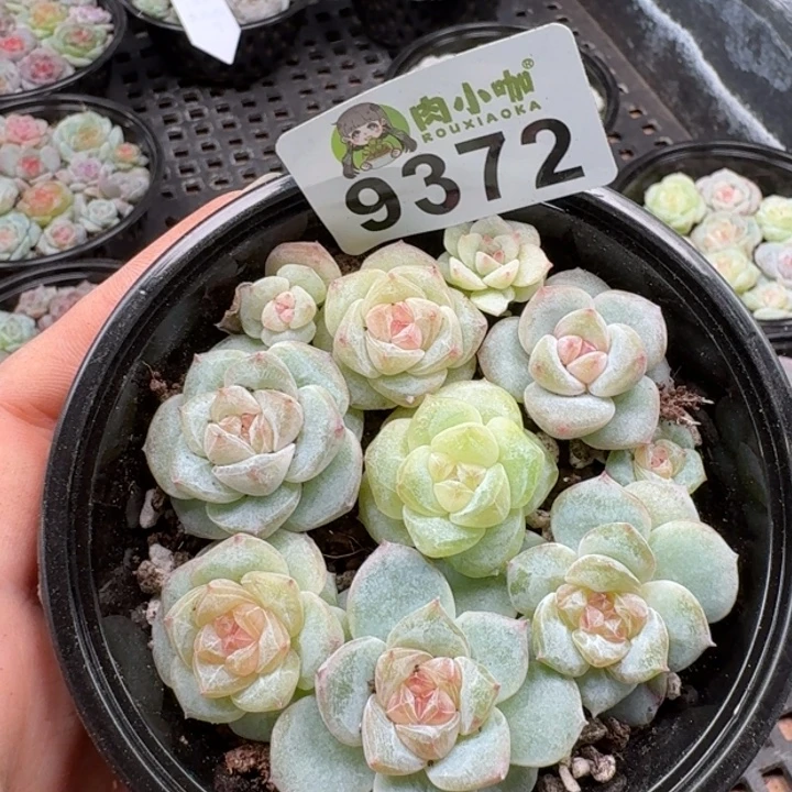 多肉植物多肉植物
