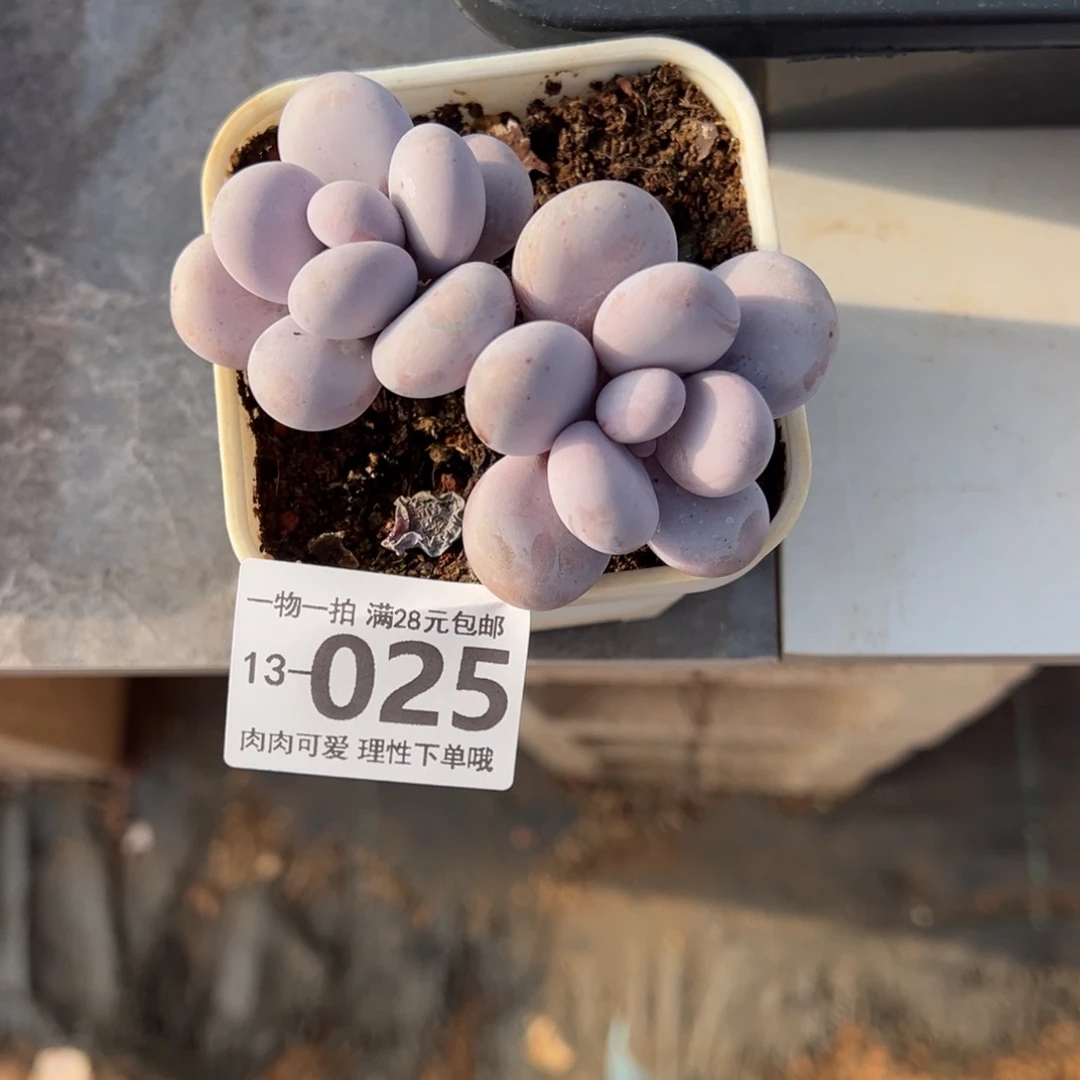 奶酪多肉多肉多肉多肉