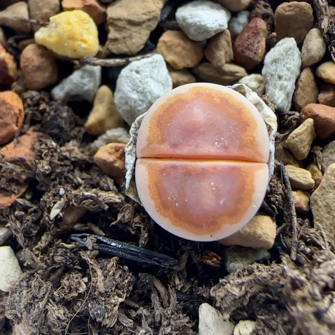 二蜕小个子黄金饼干