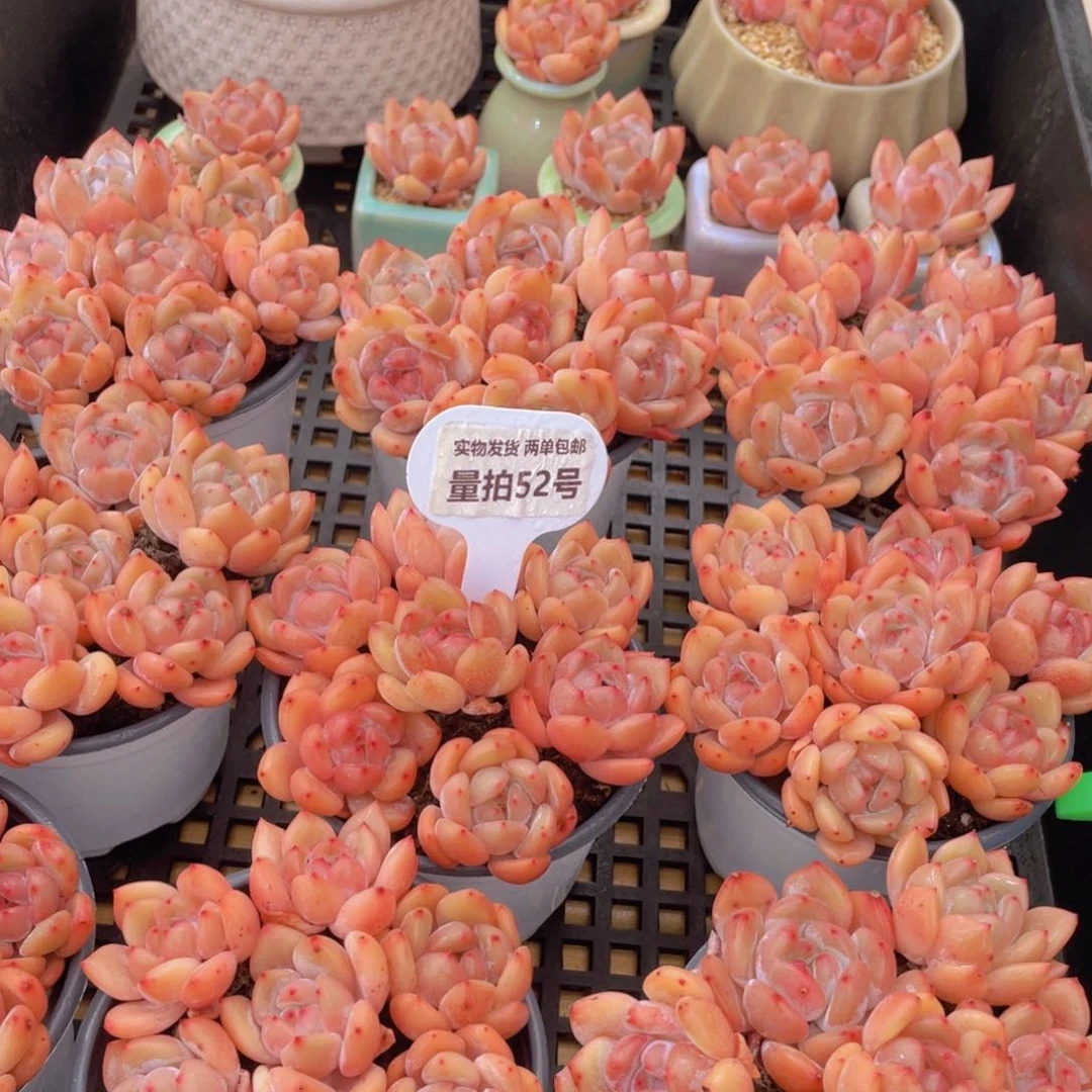 量拍52号 果冻韩版仙女橙单头组合7个