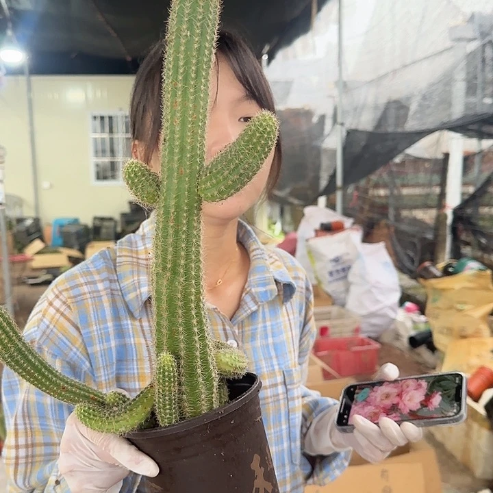 珍妮夫人群（掉头掉崽不售后）