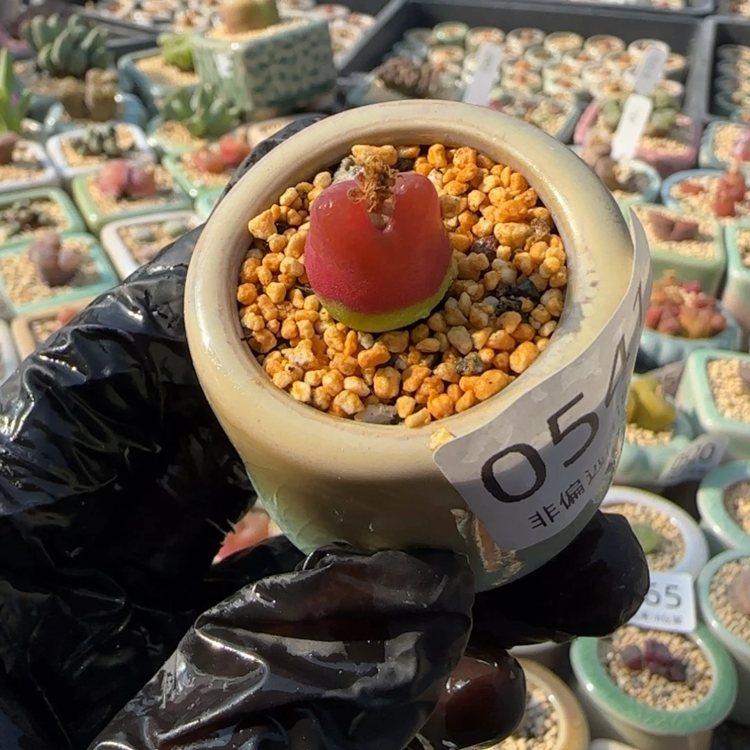 0541--一物一拍 带盆 水蜜桃1430.5