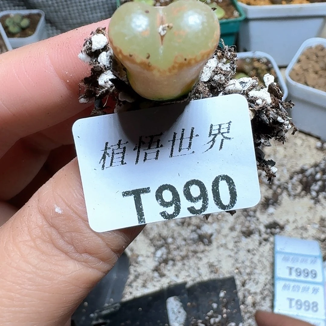 990盒多肉植物哇c