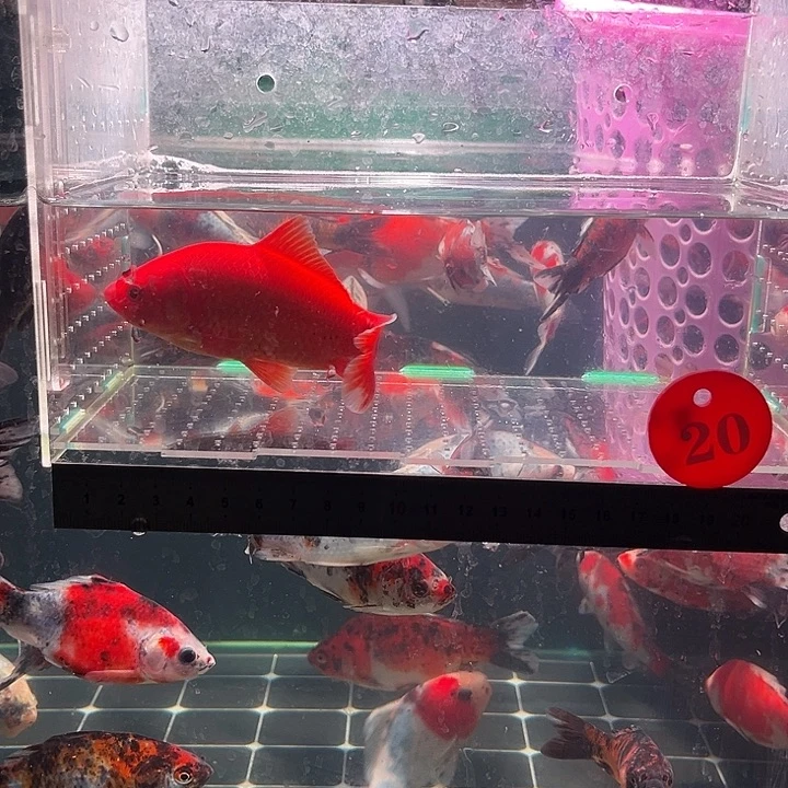 金鱼包邮12345678