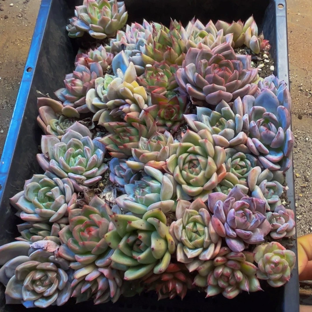 撒***撒798多肉植物和植物在