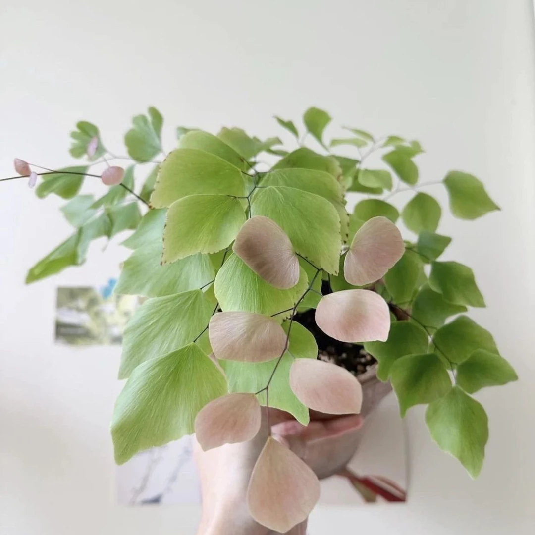 银币铁线蕨 柔情飞雪铁线四季观叶植物室内常绿盆栽耐阴