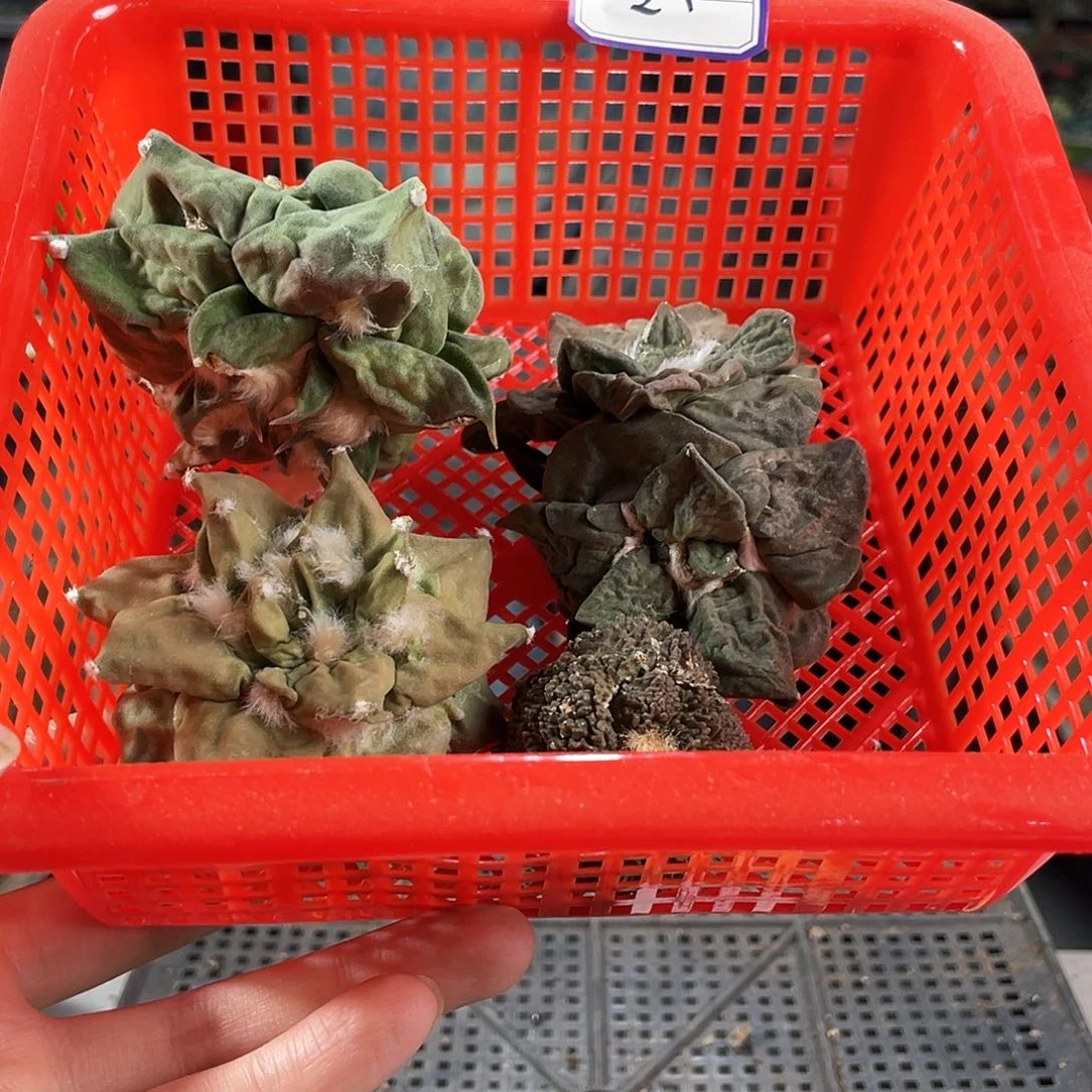 29号酸菜福利筐拍牡丹无根1筐