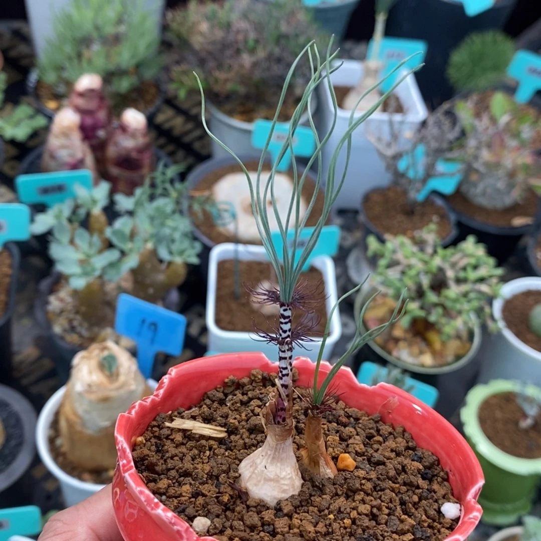 Gv双叶翘弹簧草产地