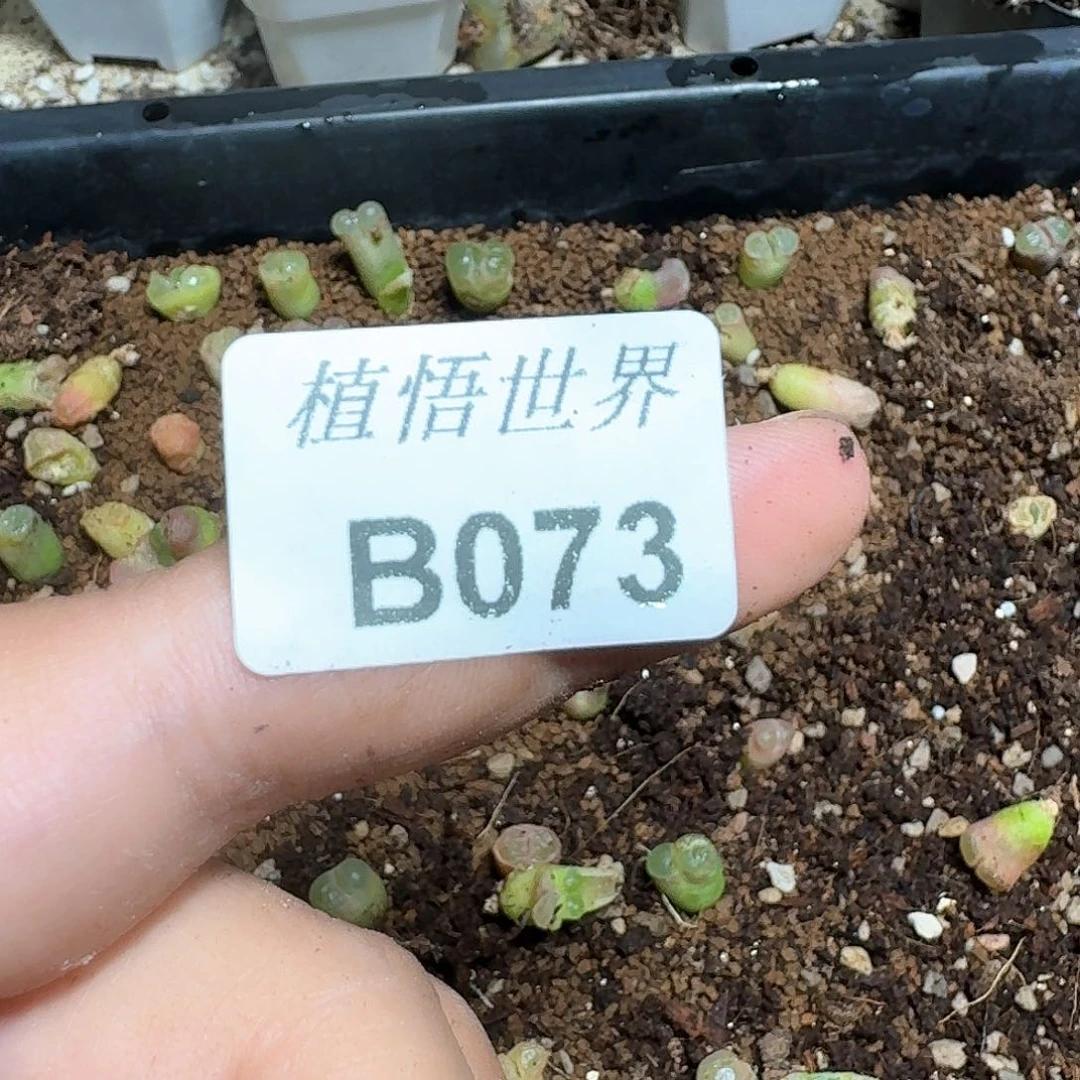 姬**君073号多肉植物哇f v