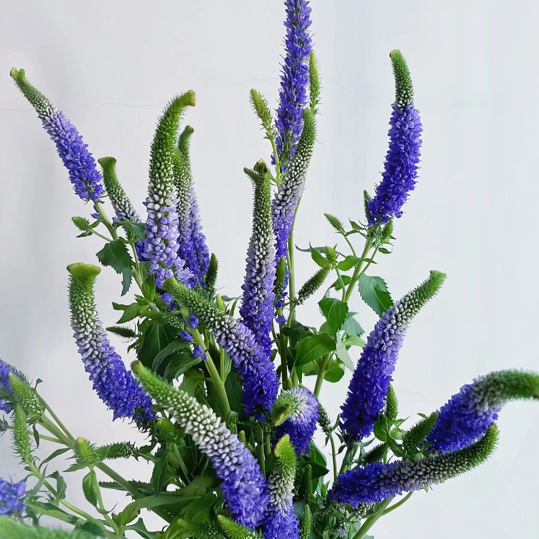 鲜花【鼠尾草】配花配叶百搭草花凑单福利 花束百搭鲜花