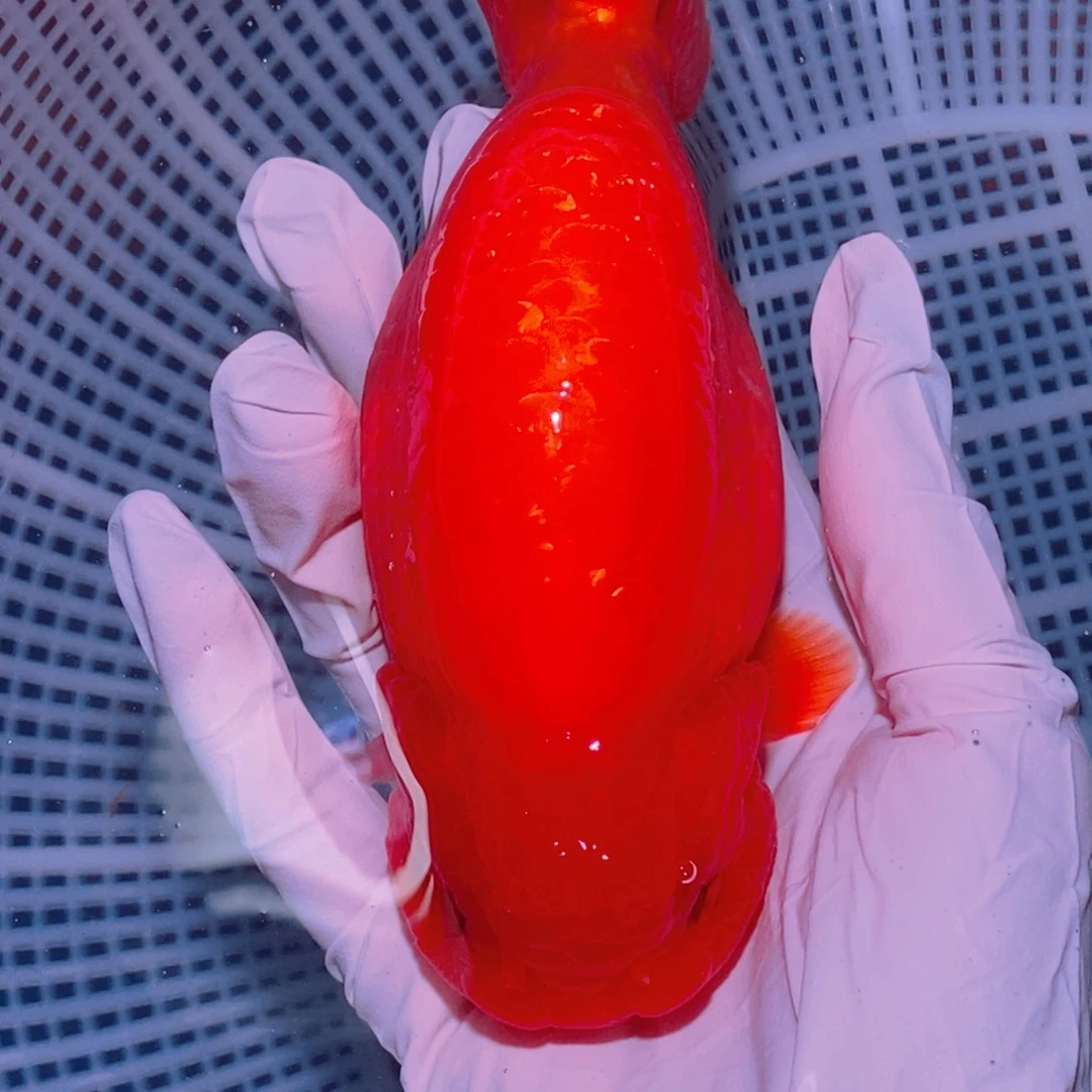 中国大陆陆陆的鱼娃娃脸