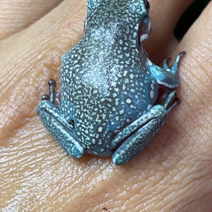 老爷树蛙12 变异金头满雪 澳蓝暴雪