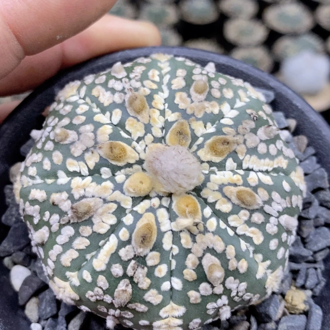 随**安仙人球的世界里有