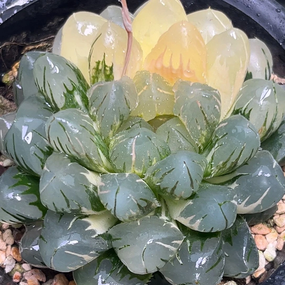 恭喜发财大吉大利946