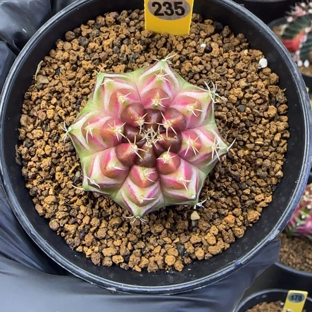 235号泰系实生轮回带盆土发货