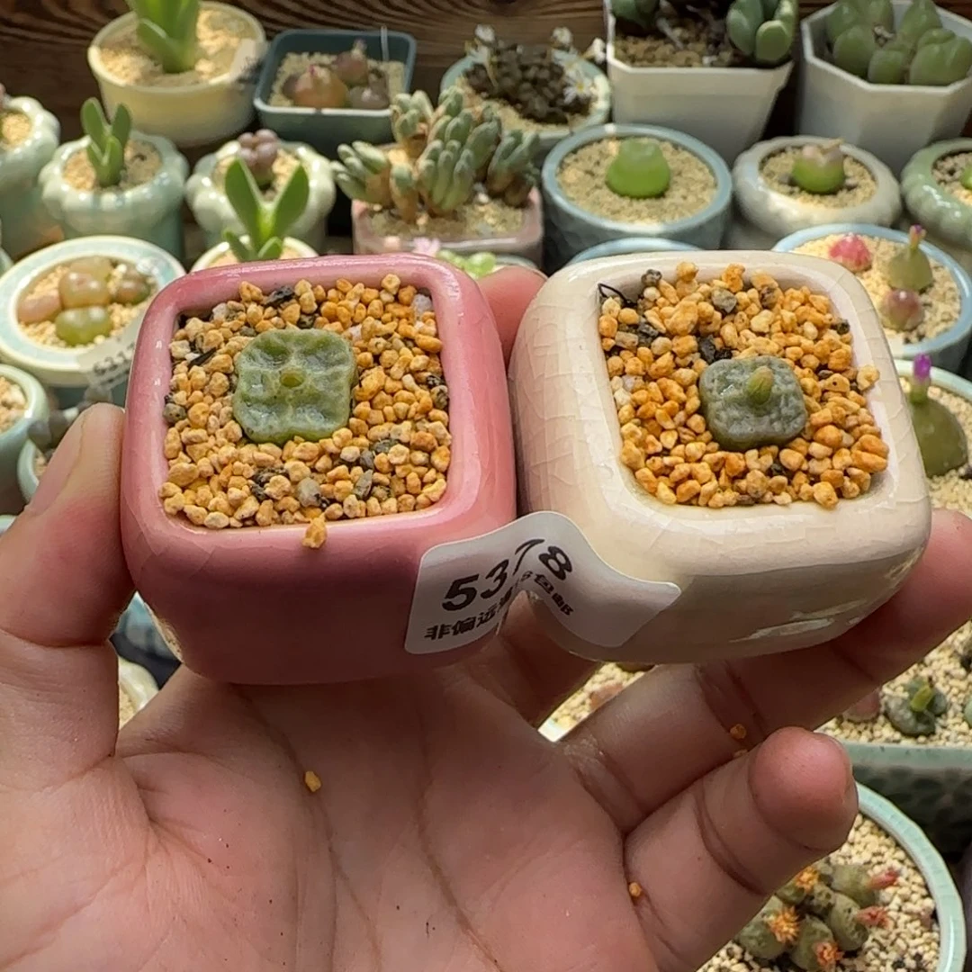 ****！5378--一物一拍 带盆