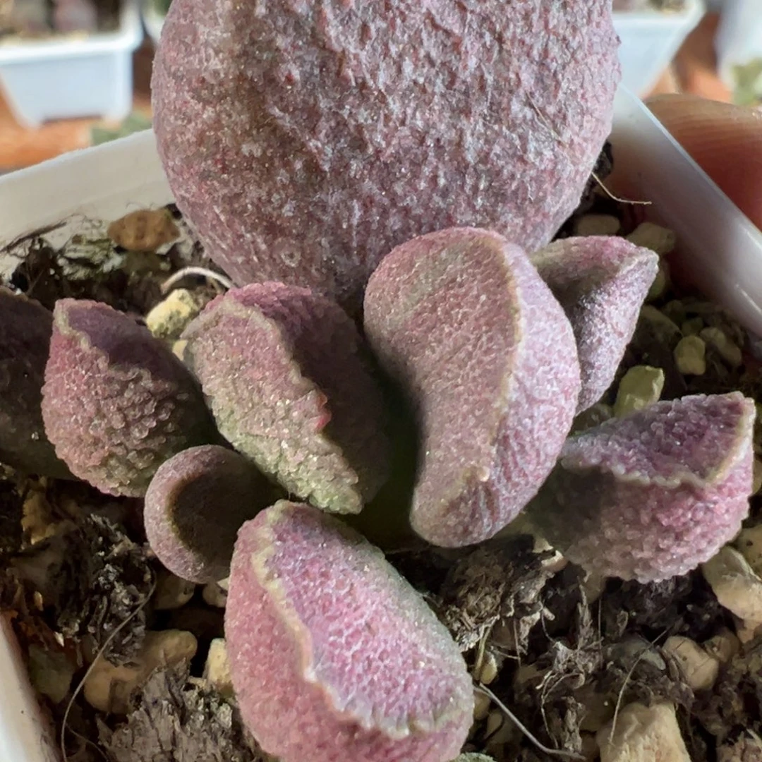实生新品多肉植物水泡实生新品