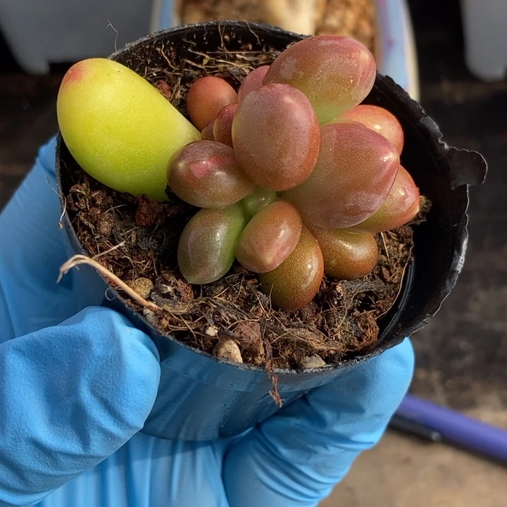 不****⁸正版潘朵拉锦多肉植物