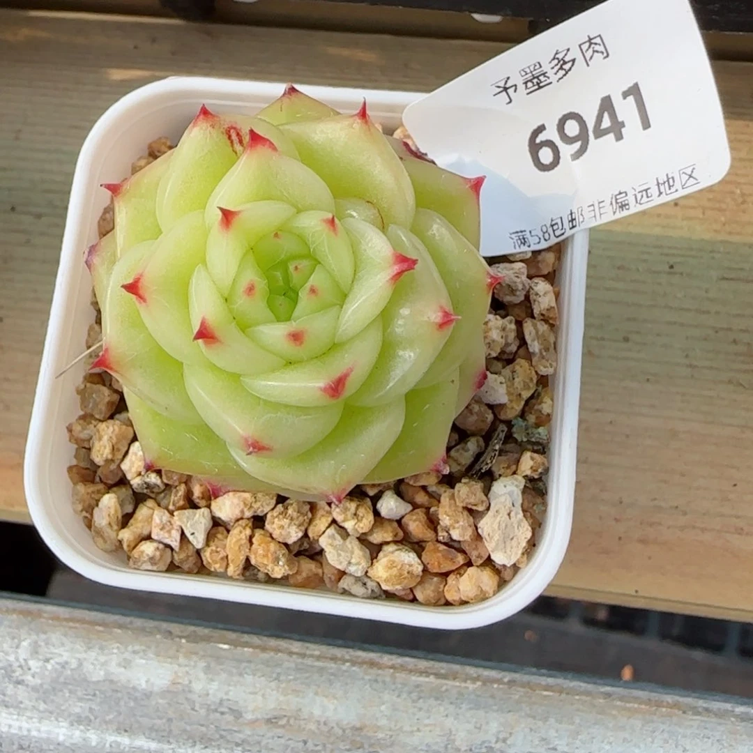 冰薄荷，6941多肉植物