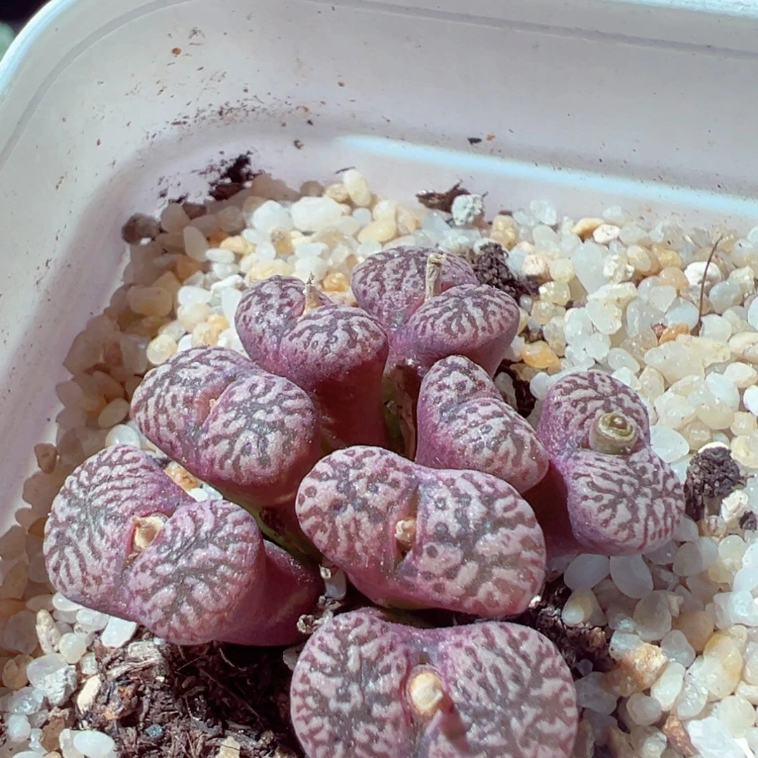 915-349多肉多肉粉鸟