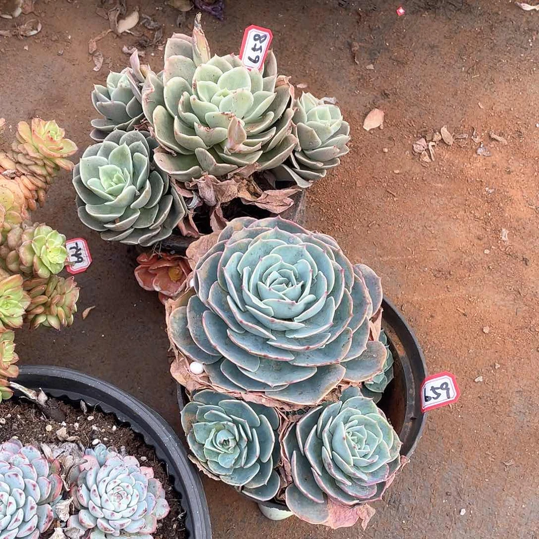 658➕659两颗 一物一拍多肉