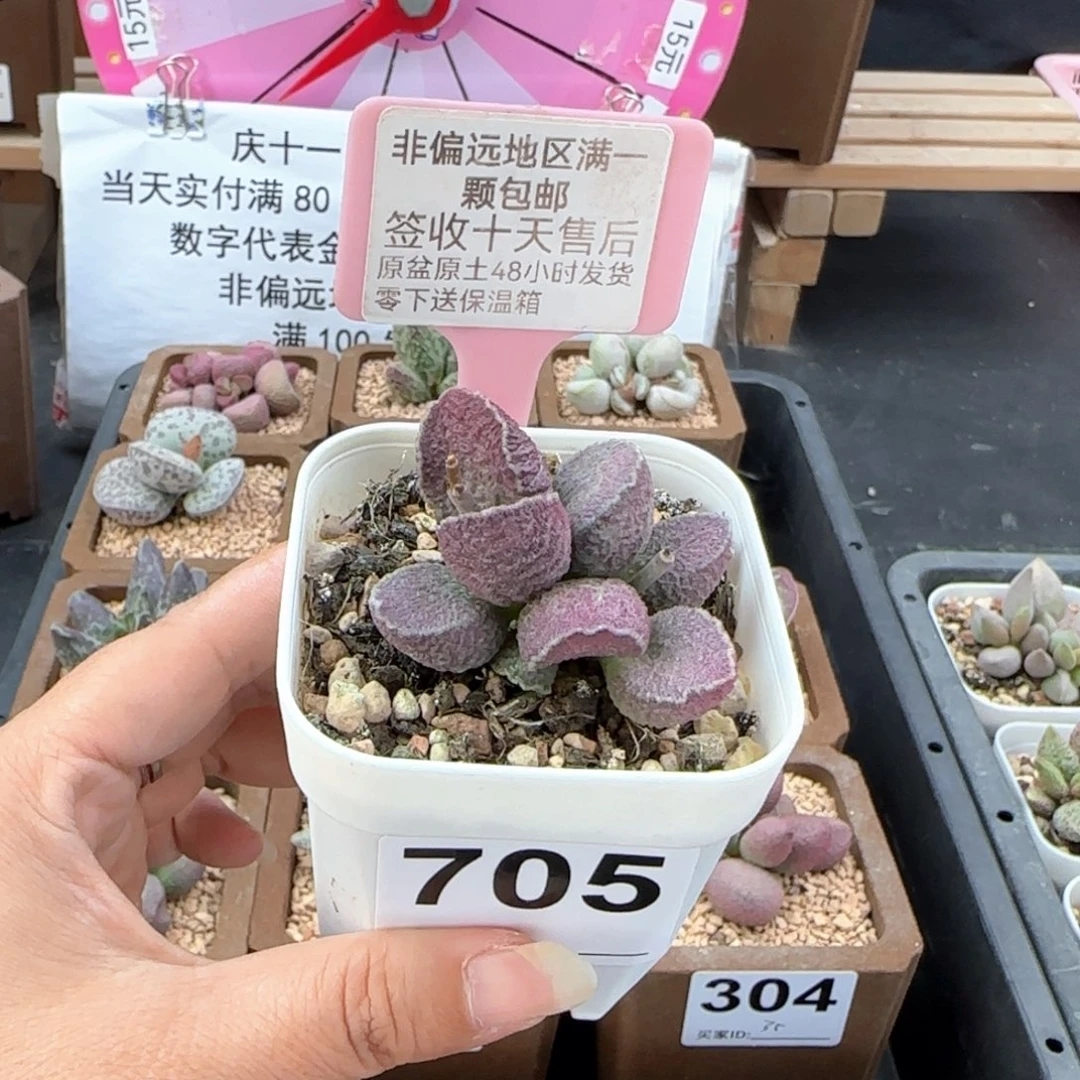 705哈莫一天多肉植物