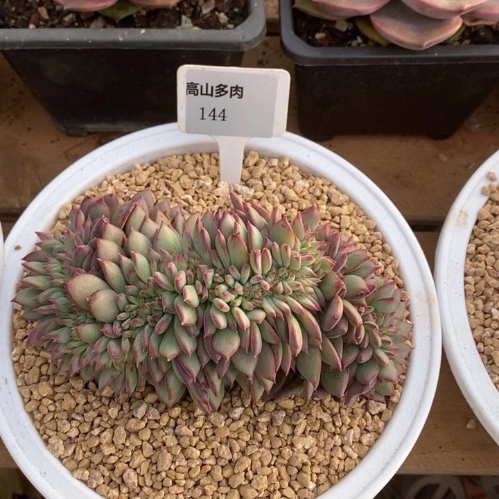 D144- 直播福利 红拉糖缀