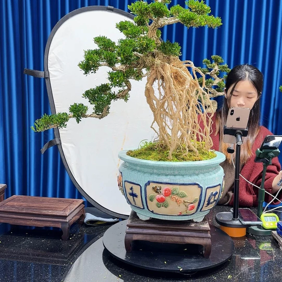 黄杨室内室外盆景