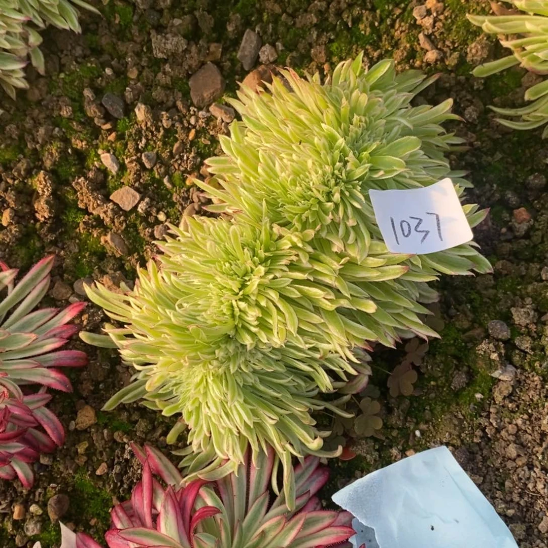 1037金丝菊缀多肉植物