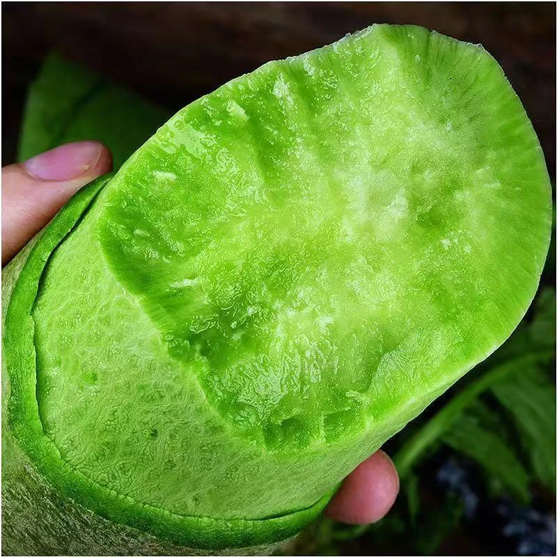 正宗水果萝卜青皮5斤（现拔现发山东潍坊直发多汁甜脆饱满产地新鲜