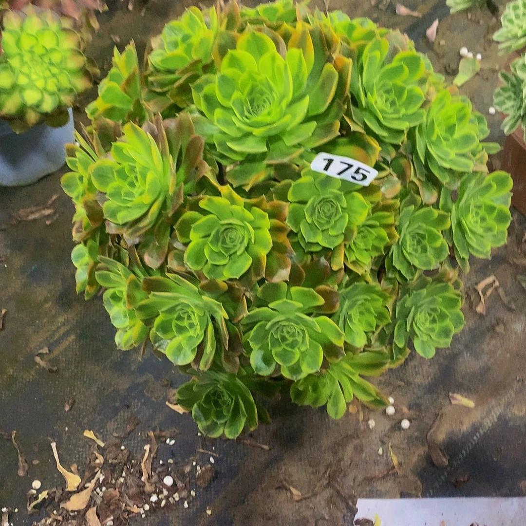 豆**爸175花888888888