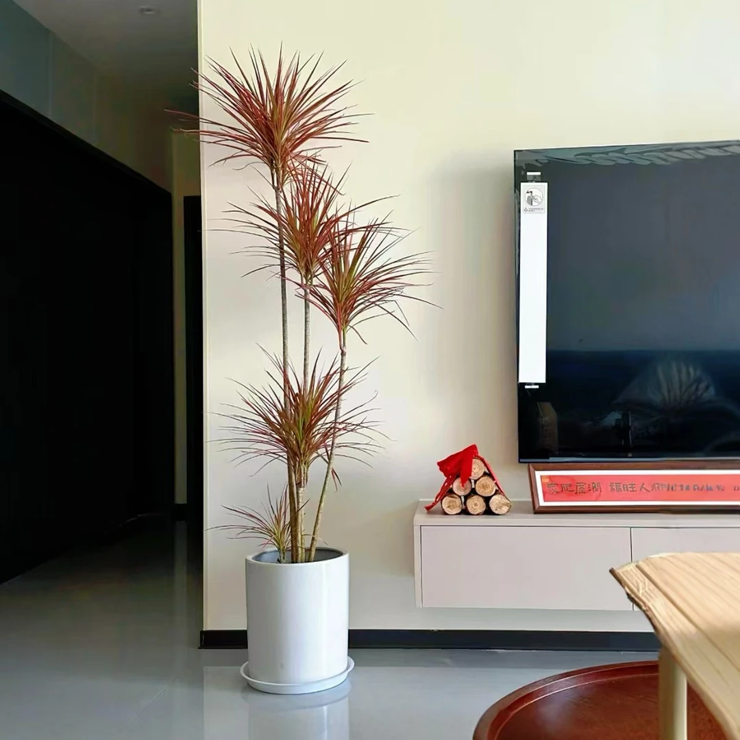 正宗千年木七彩铁马尾铁室内外净化空气好养活绿植送盆