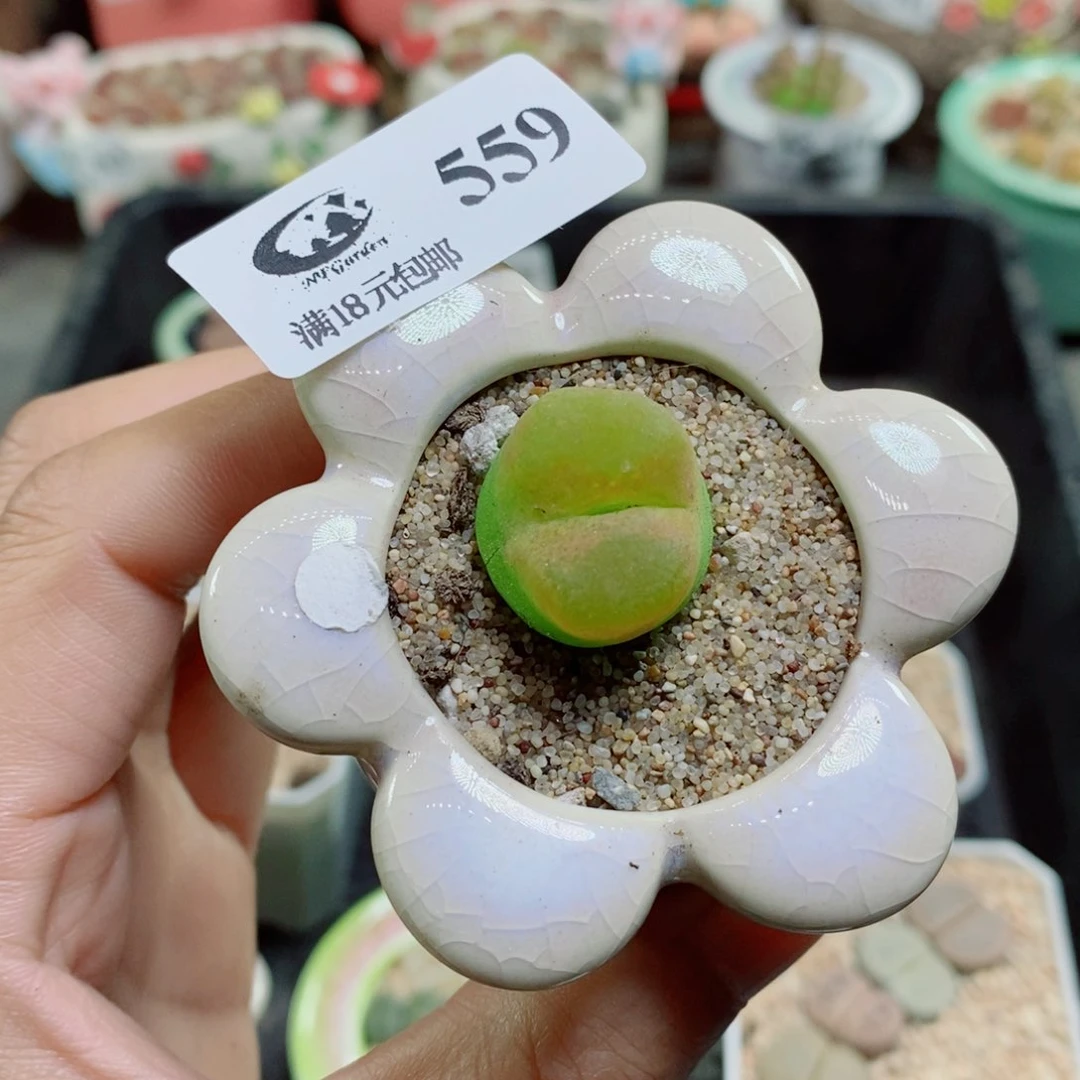 生石花花花花花花559