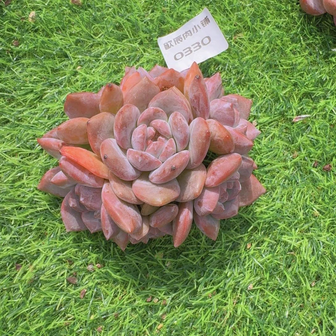 多肉植物石榴籽群0330