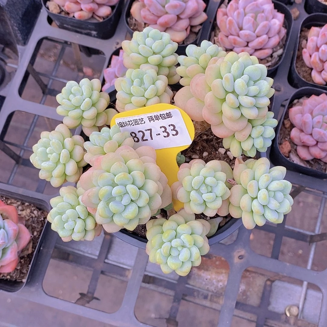 倪***0827-33-洛可可大群福利一颗专拍