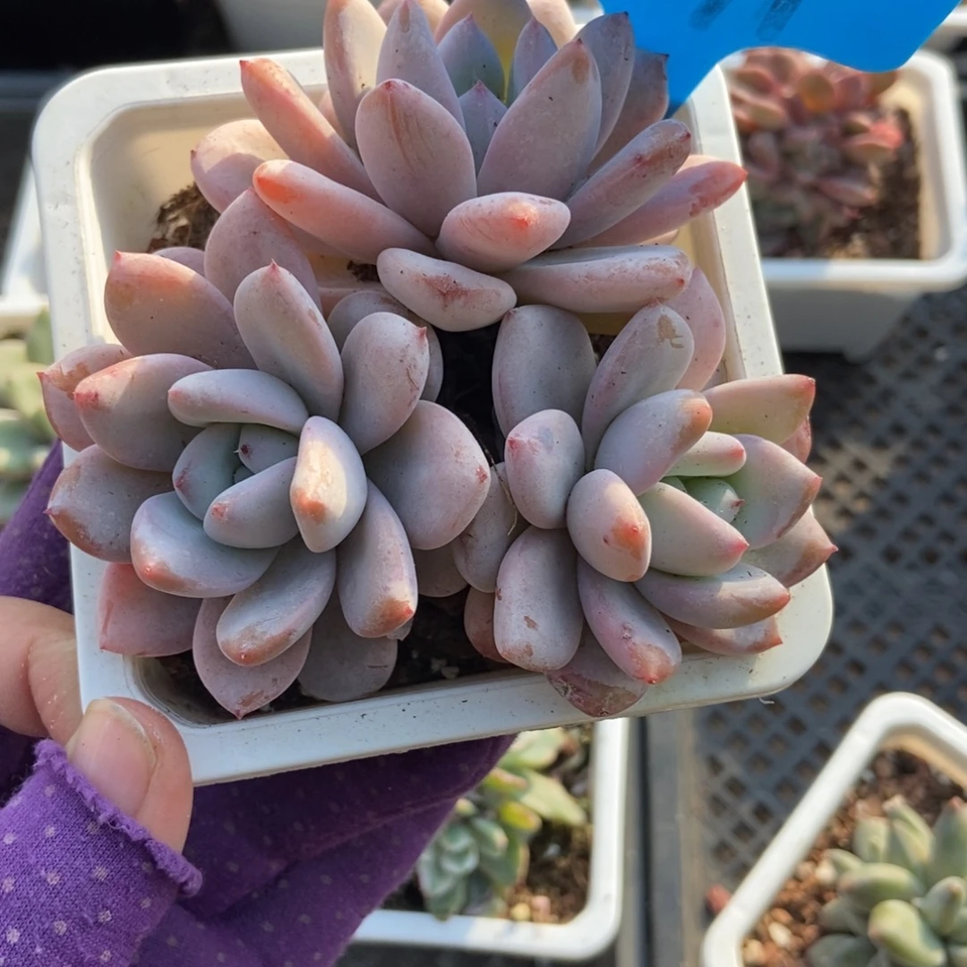 791星星雪多肉植物