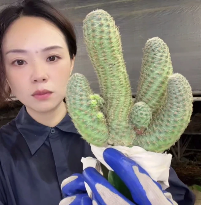 二妹园艺【 1棵  中间丽花6号   带嫁接柱 】默认脱土随机发货