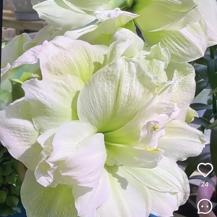玛丽琳直径7+复壮球