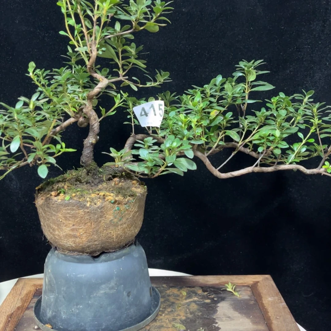 【闪购商品】完全开放小**子