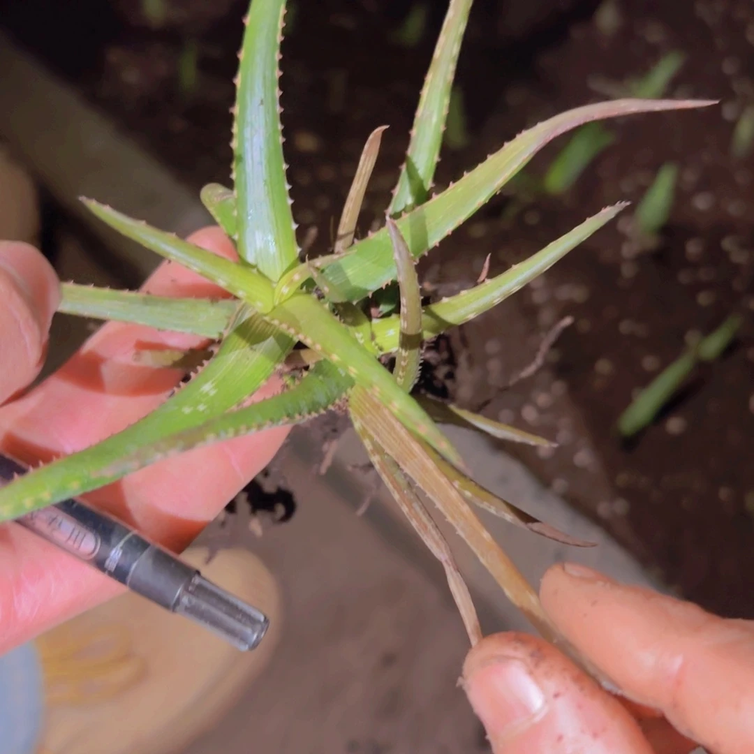 小***嘛块根植物块根植物