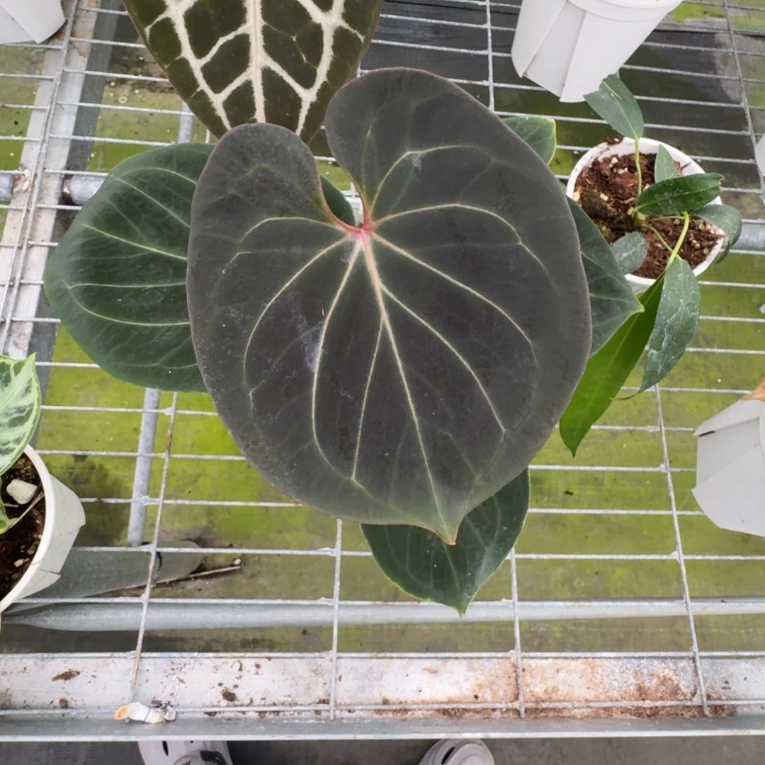 不开花植物印尼Hu Kos