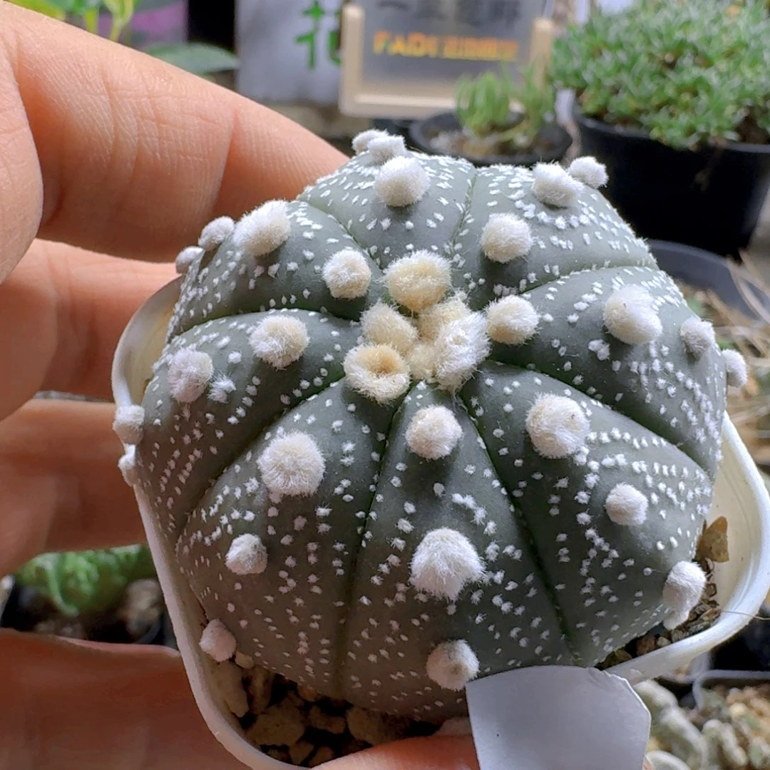 苡***911大毛兜带盆发货