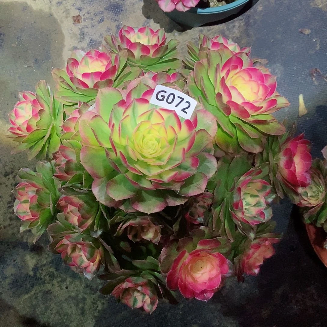 红陶用****8072荔枝3冠服25以上