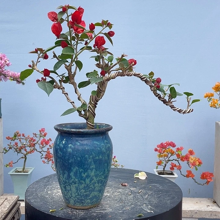 完全开放一物一拍