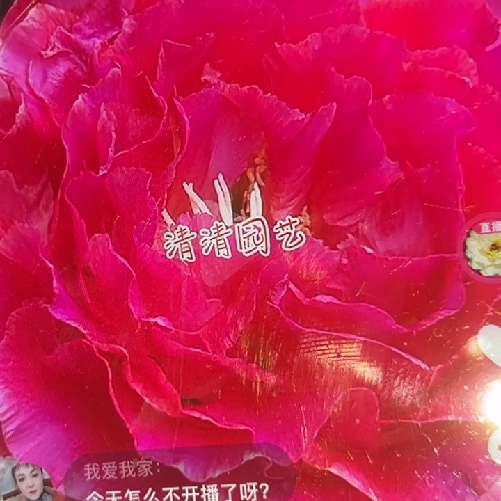 清清东A14侧牙小瑕疵黑点