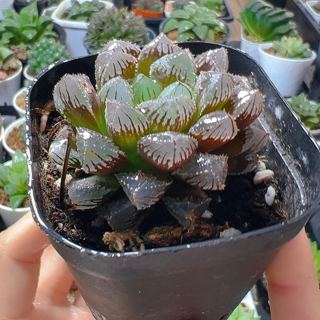 5984多肉植物一颗
