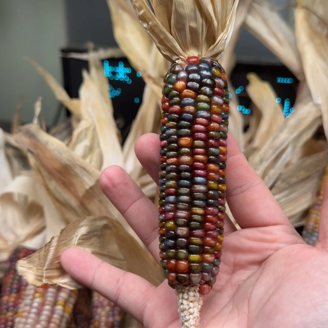 柏香籽/百香籽吊坠1*?