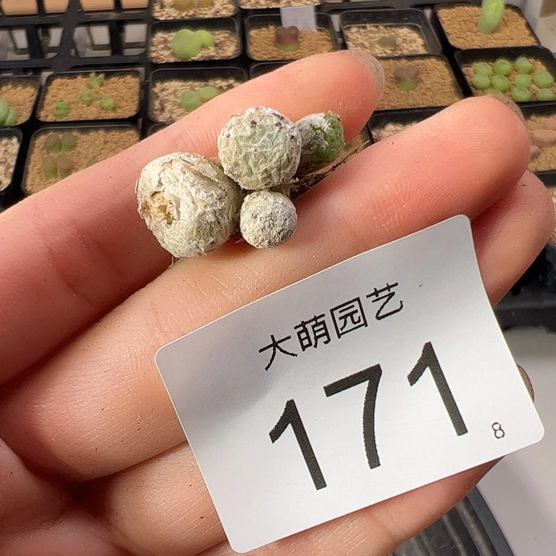 0000171 一物一拍。